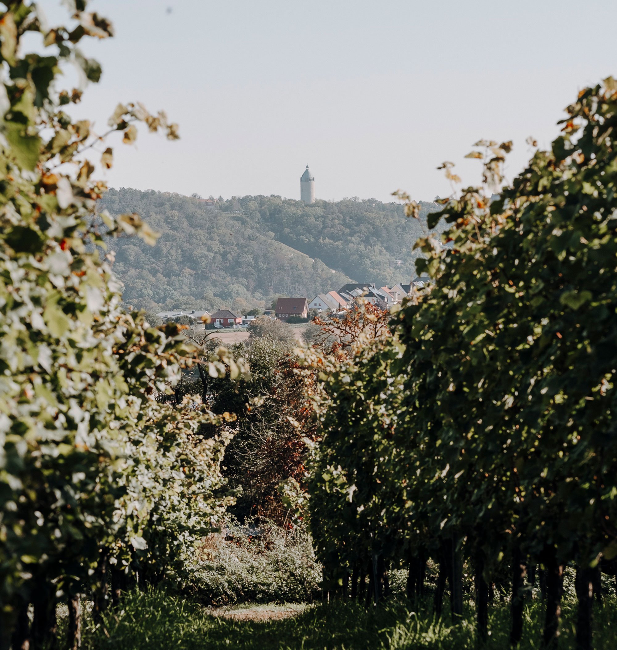 20211010_Bo?hme-und-To?chter_W einlese+Weingut_281-cropped