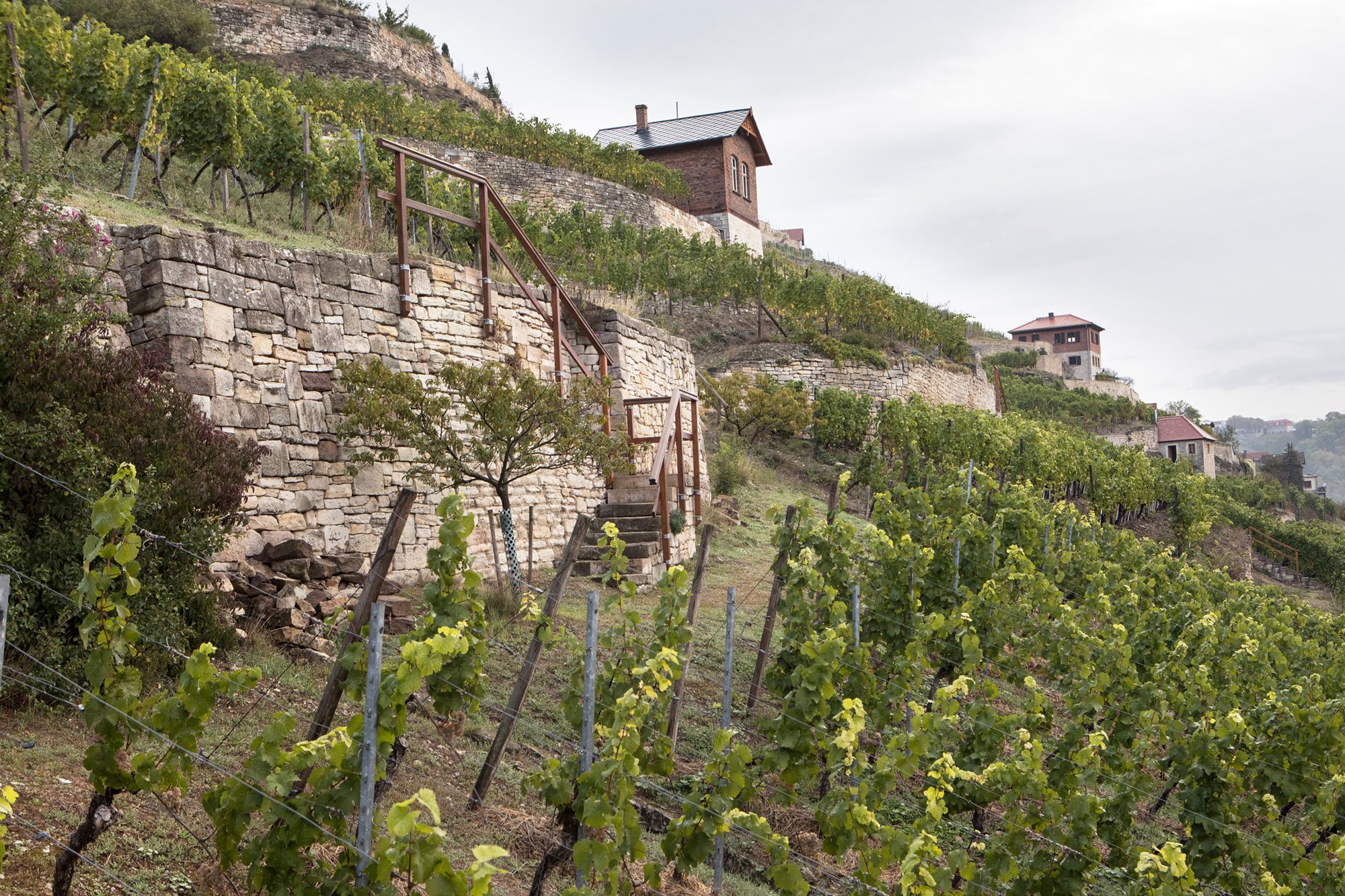 Weingut_Böhme&Töchter_23.jpg