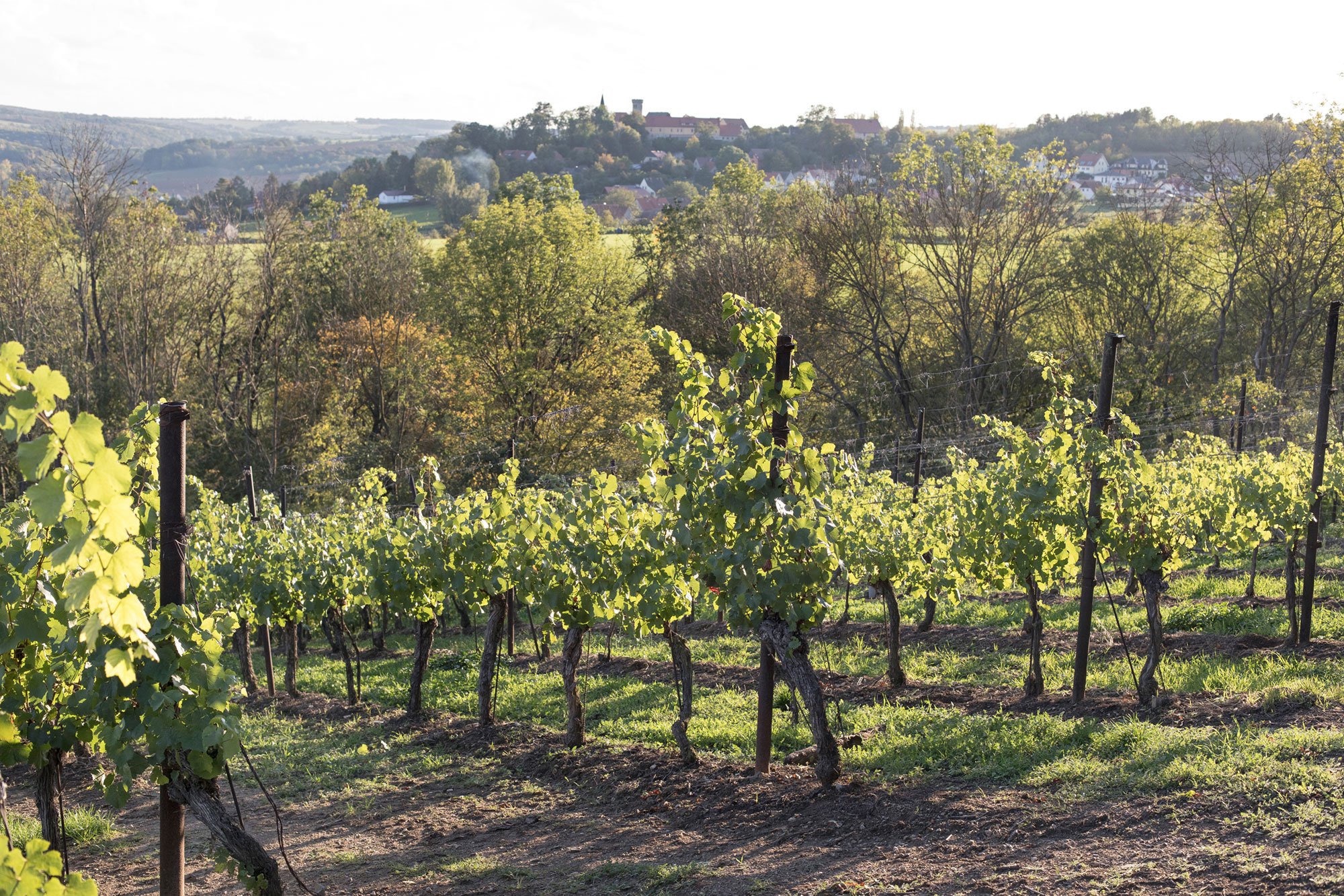 Weingut_Böhme&Töchter_48.jpg